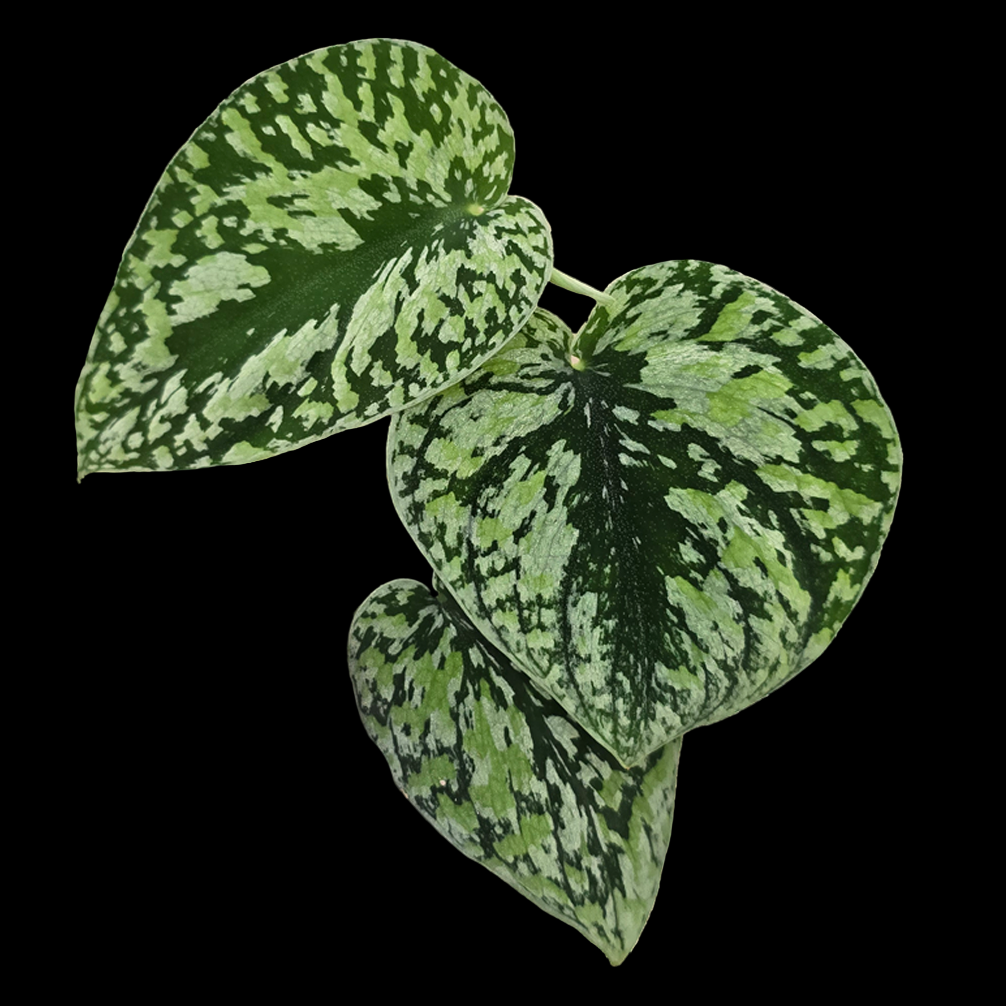 Scindapsus pictus 'Tricolor' – Silver-Mottled Indoor Vine