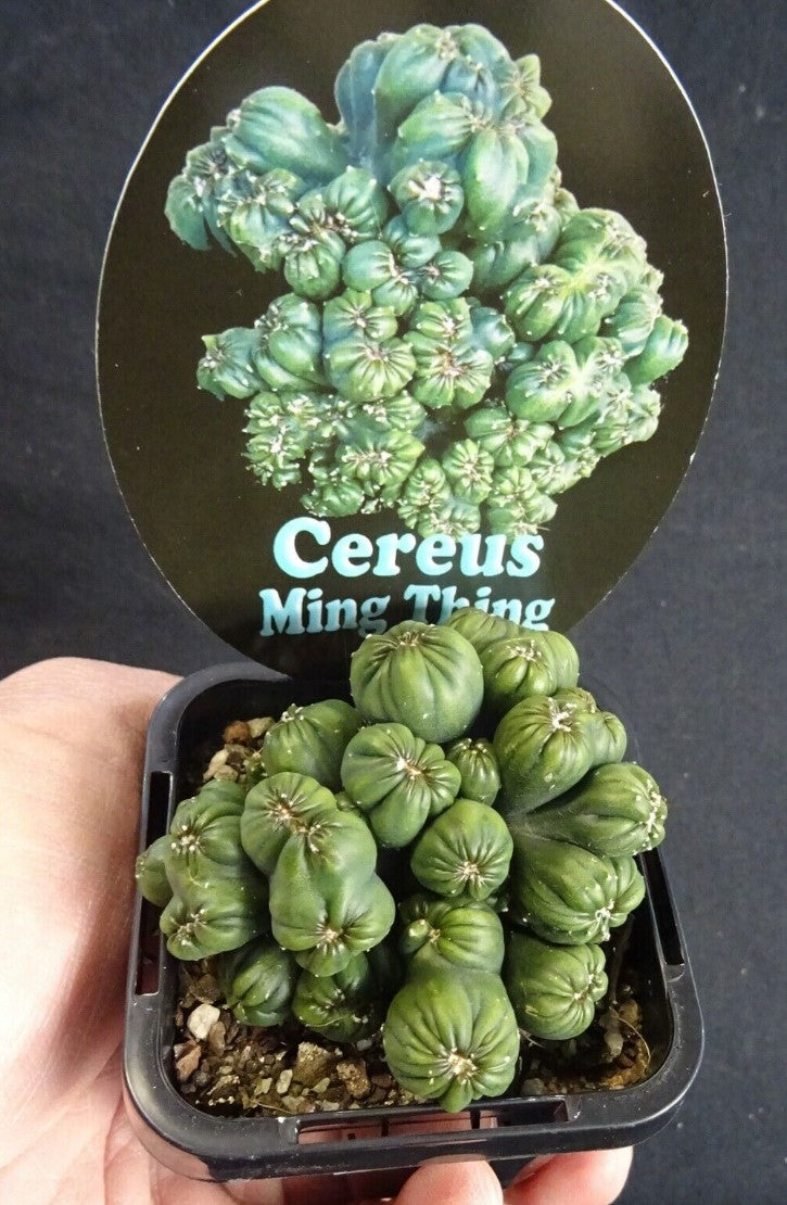 Cereus repandus 'Ming Thing' – A Unique Monstrose Cactus