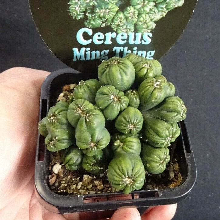 Cereus repandus 'Ming Thing'