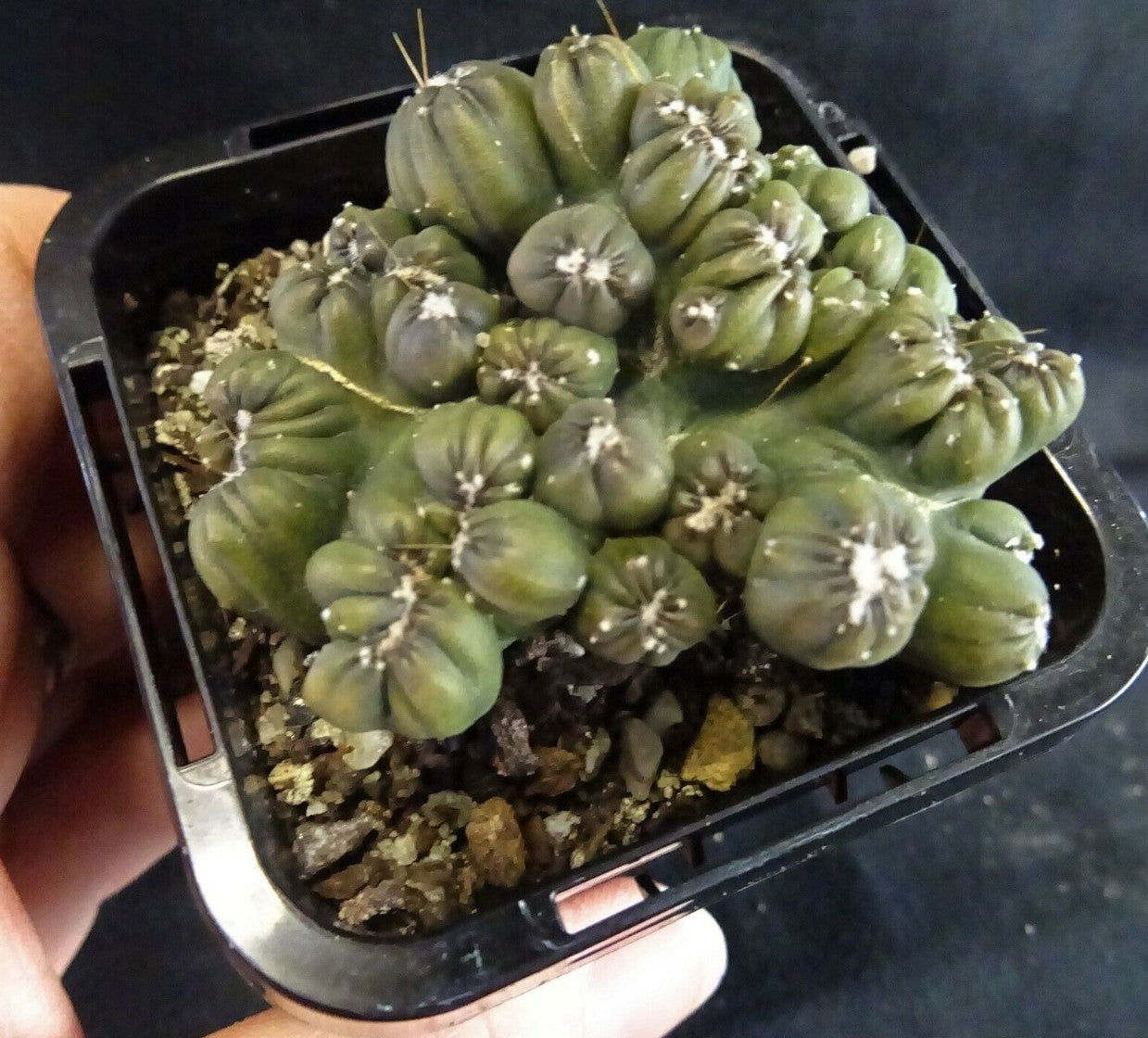 Cereus repandus 'Ming Thing' – A Unique Monstrose Cactus