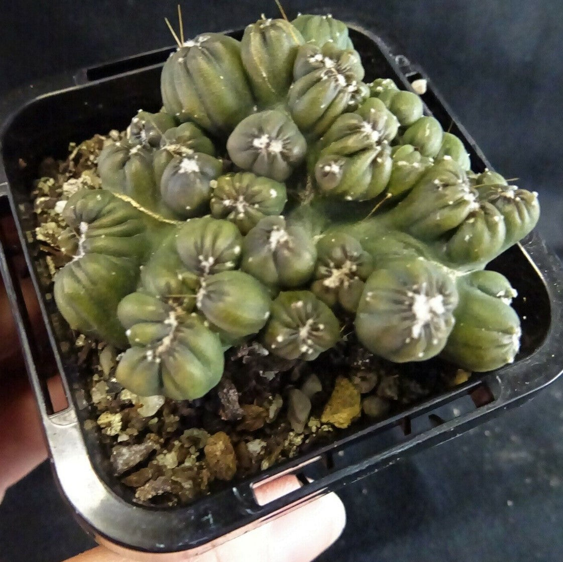 Cereus repandus 'Ming Thing'