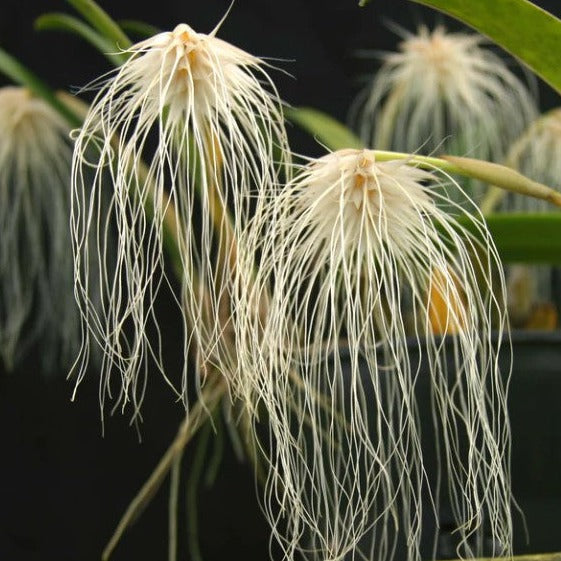 Bulbophyllum medusae - The Medusa Orchid