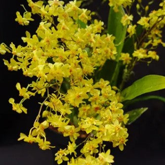 Oncidium Twinkle Yellow