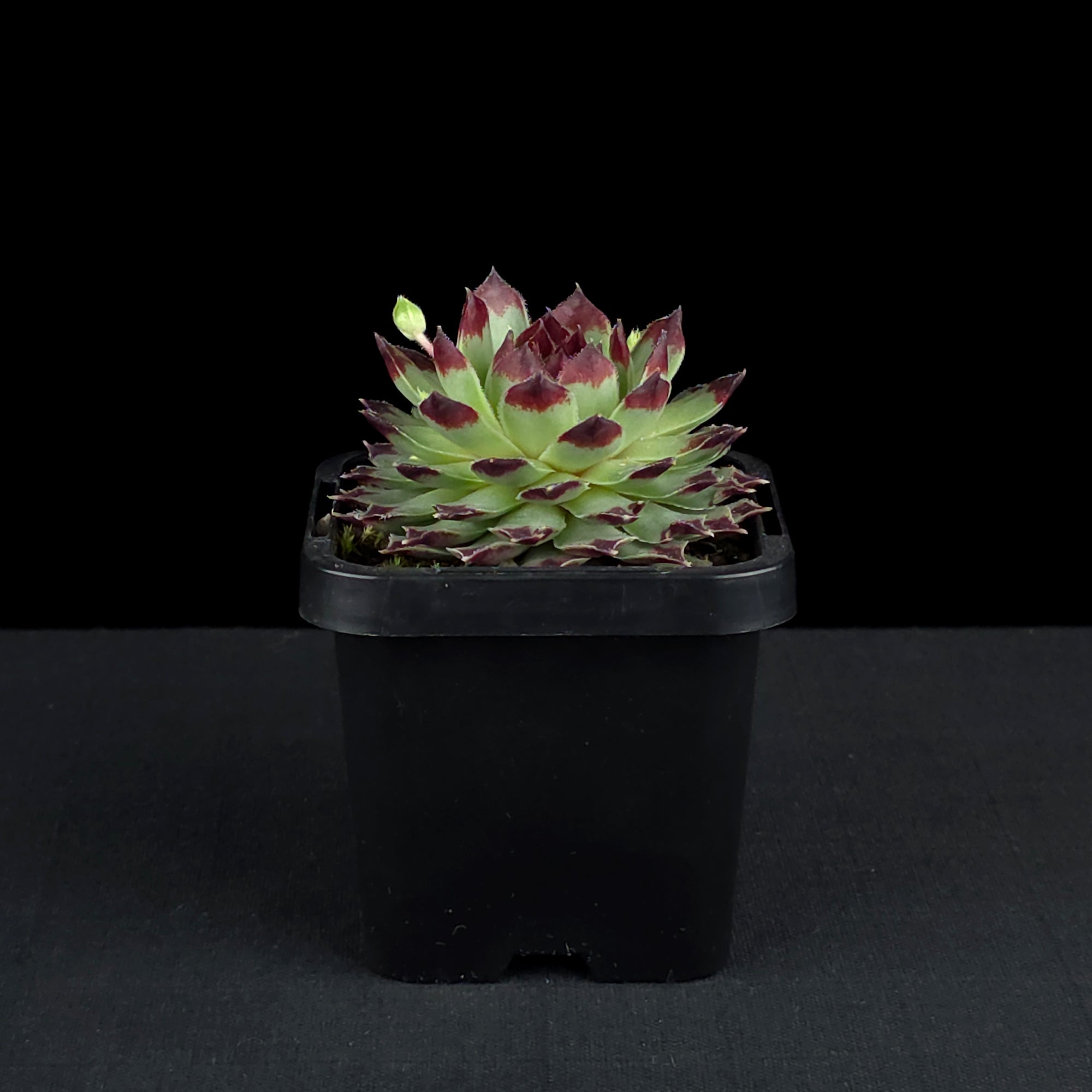 Sempervivum tectorum