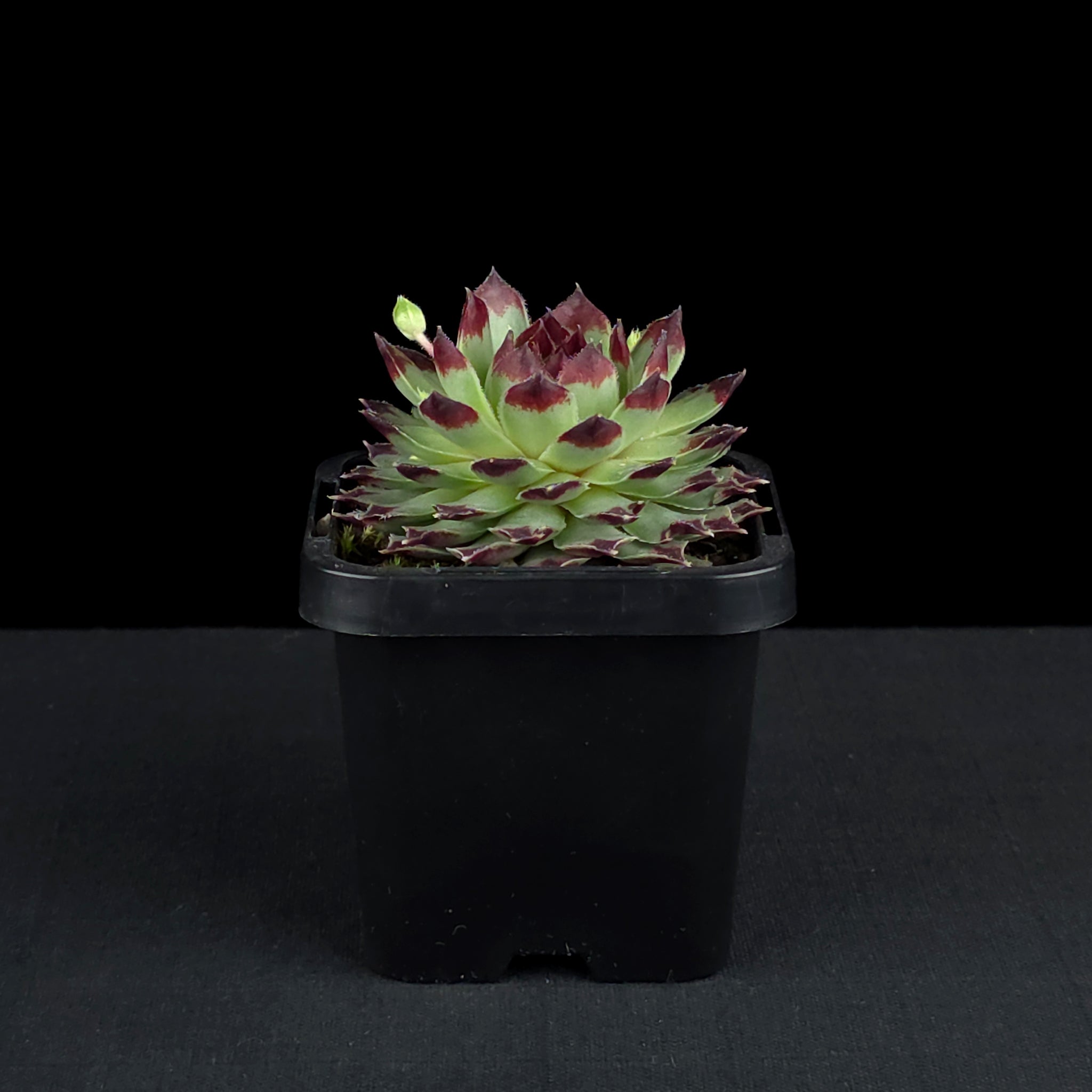 Sempervivum tectorum