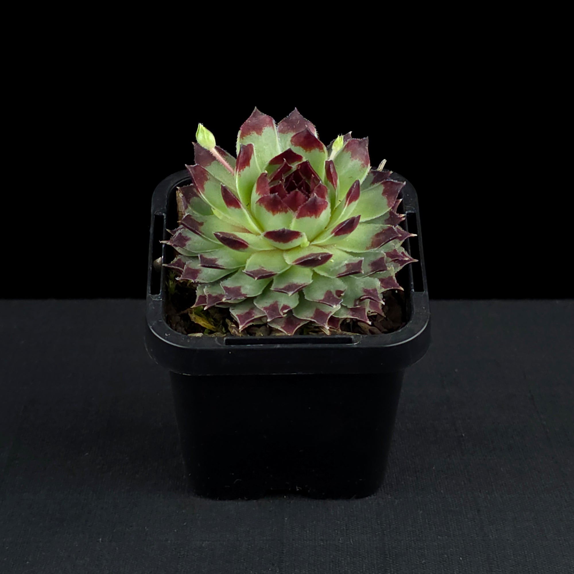 Sempervivum tectorum