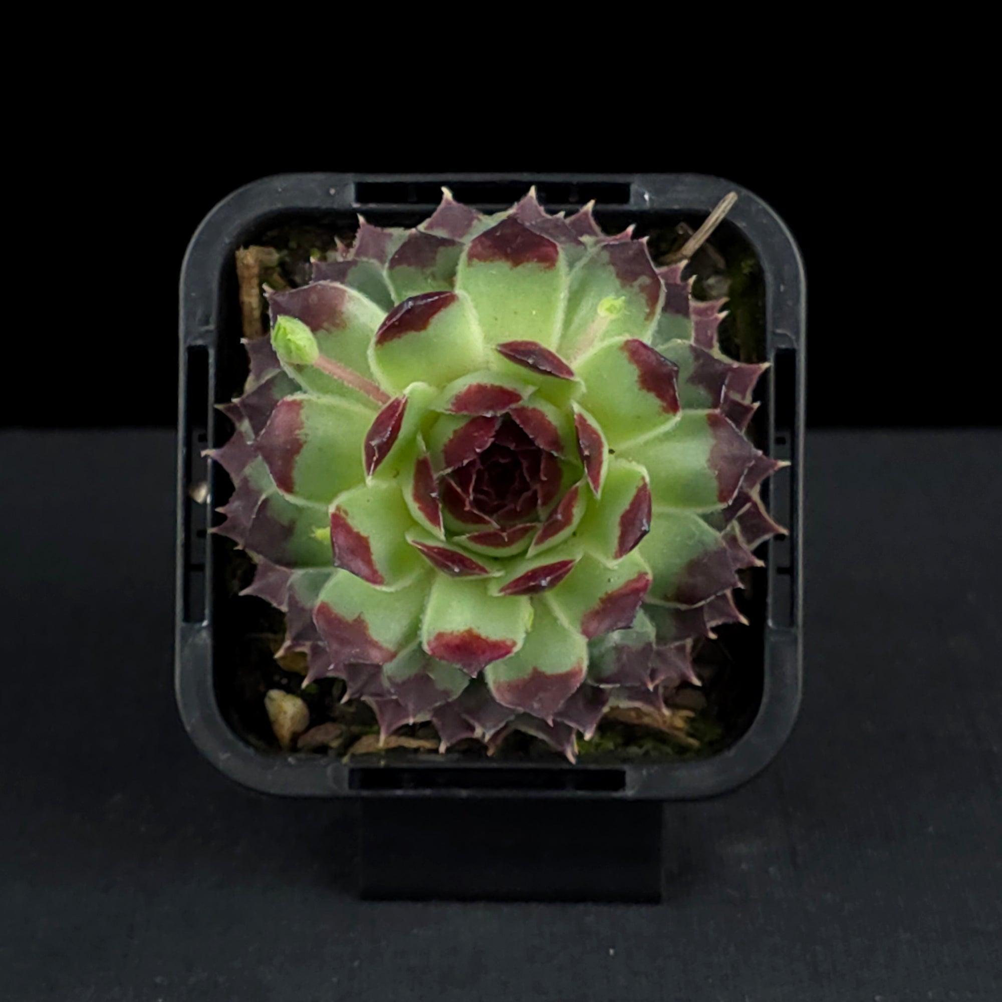 Sempervivum tectorum