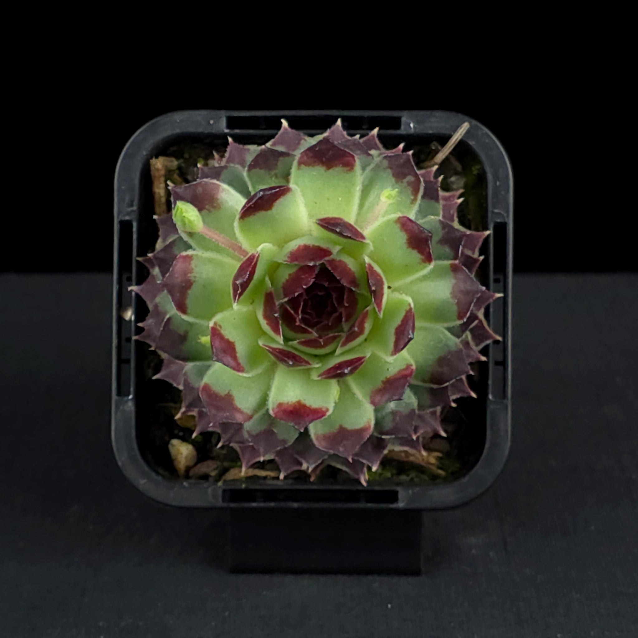 Sempervivum tectorum