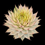 Sempervivum 'Gold Dust'