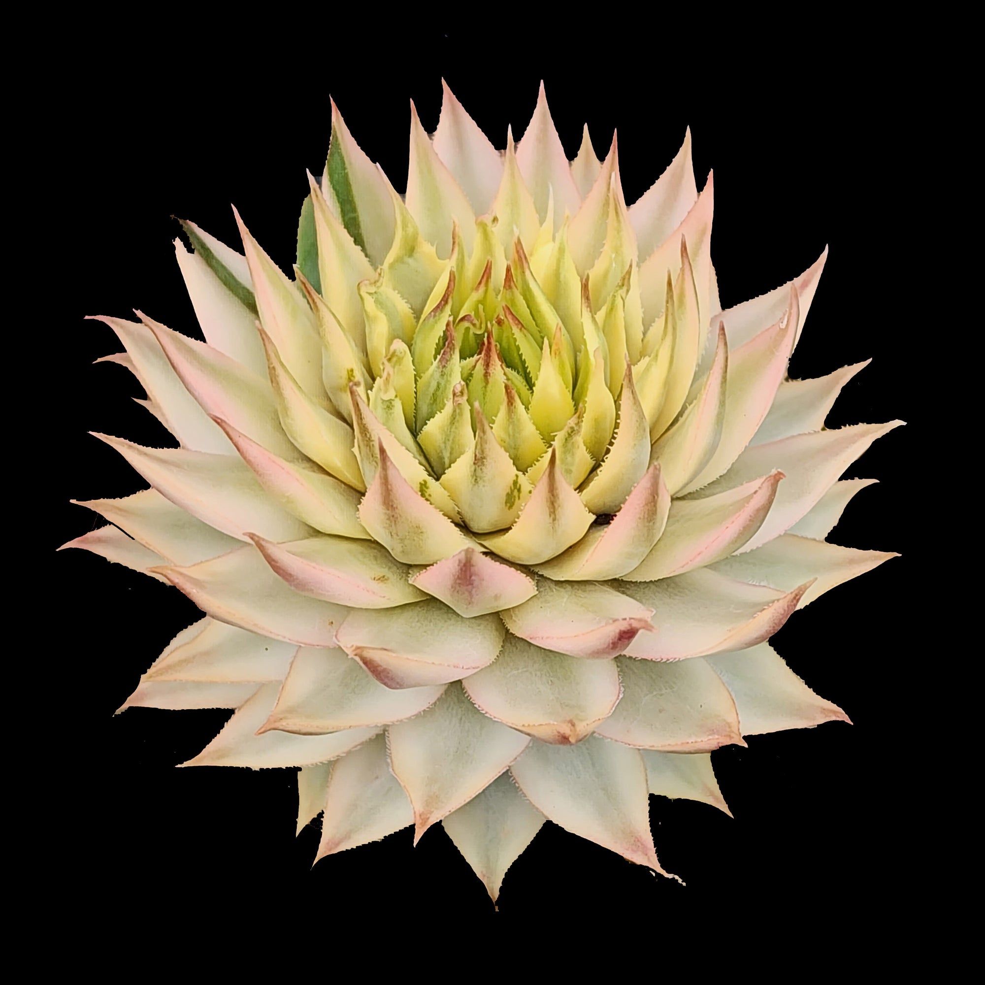 Sempervivum 'Gold Dust'