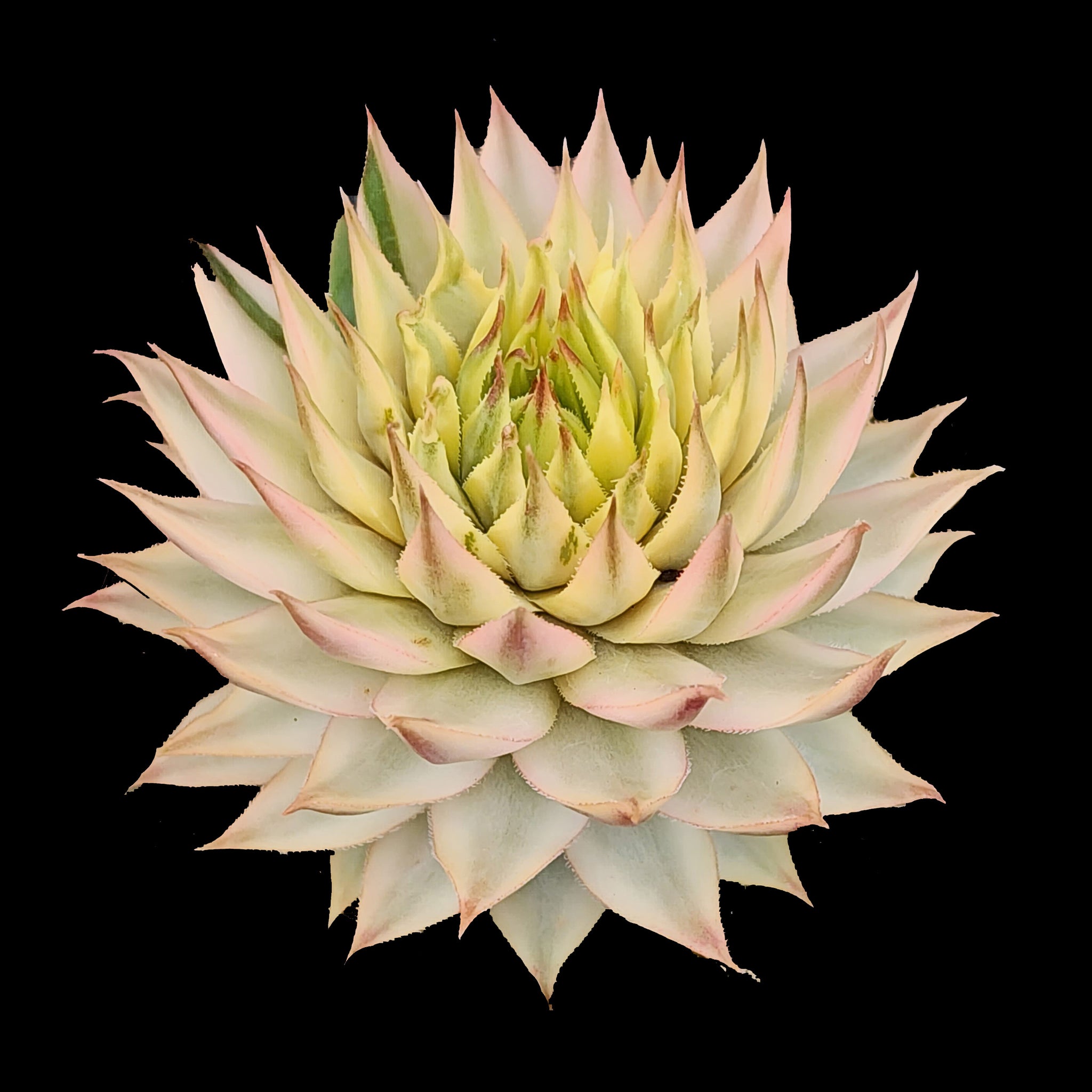 Sempervivum 'Gold Dust'