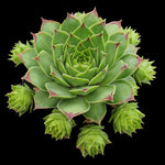Sempervivum 'Lime Light'