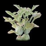 Senecio articulatus