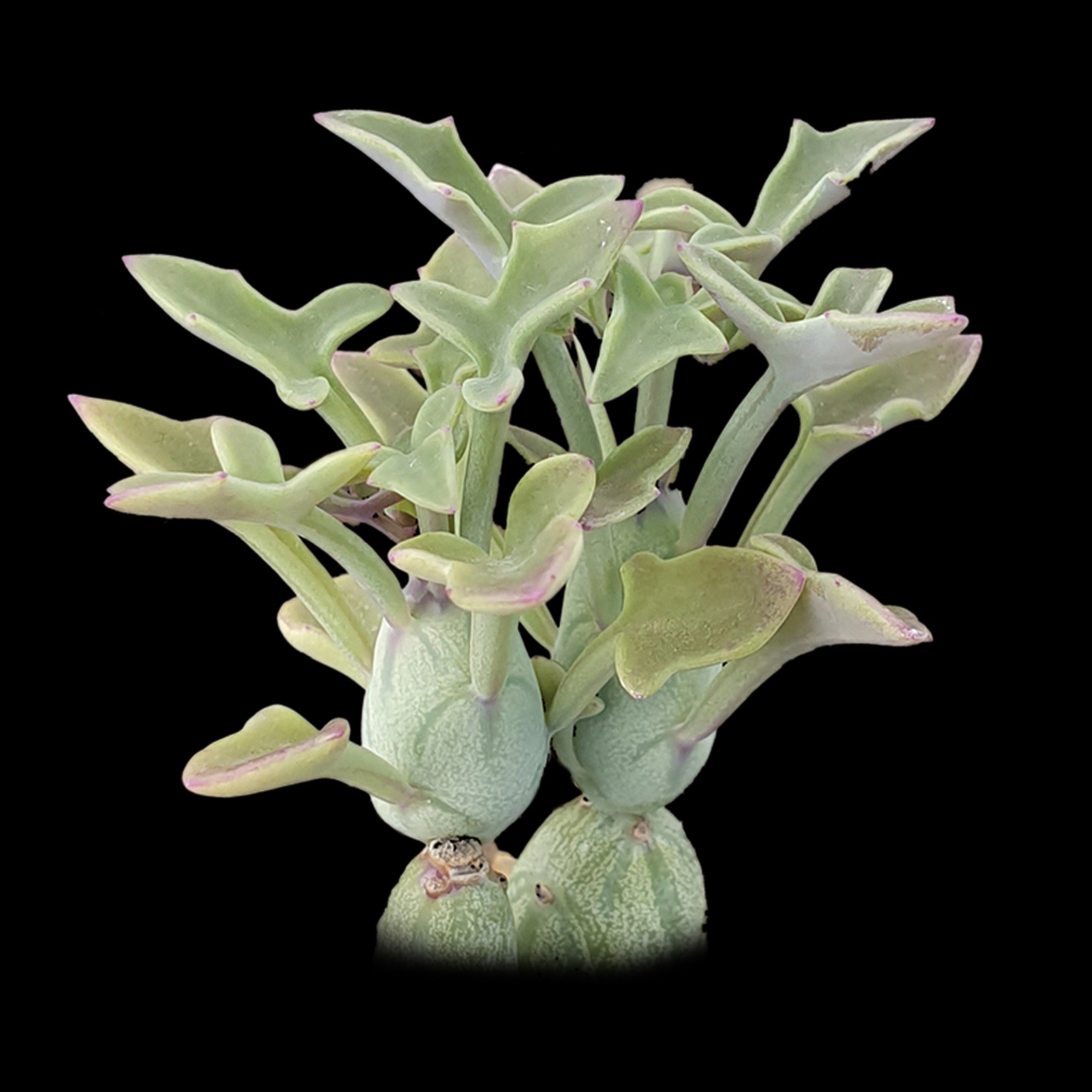 Senecio articulatus