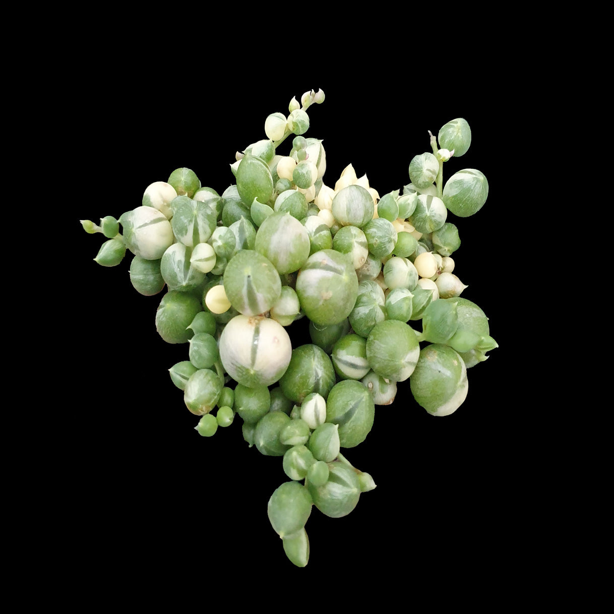 Senecio rowleyanus 'String of Pearls' Variegated