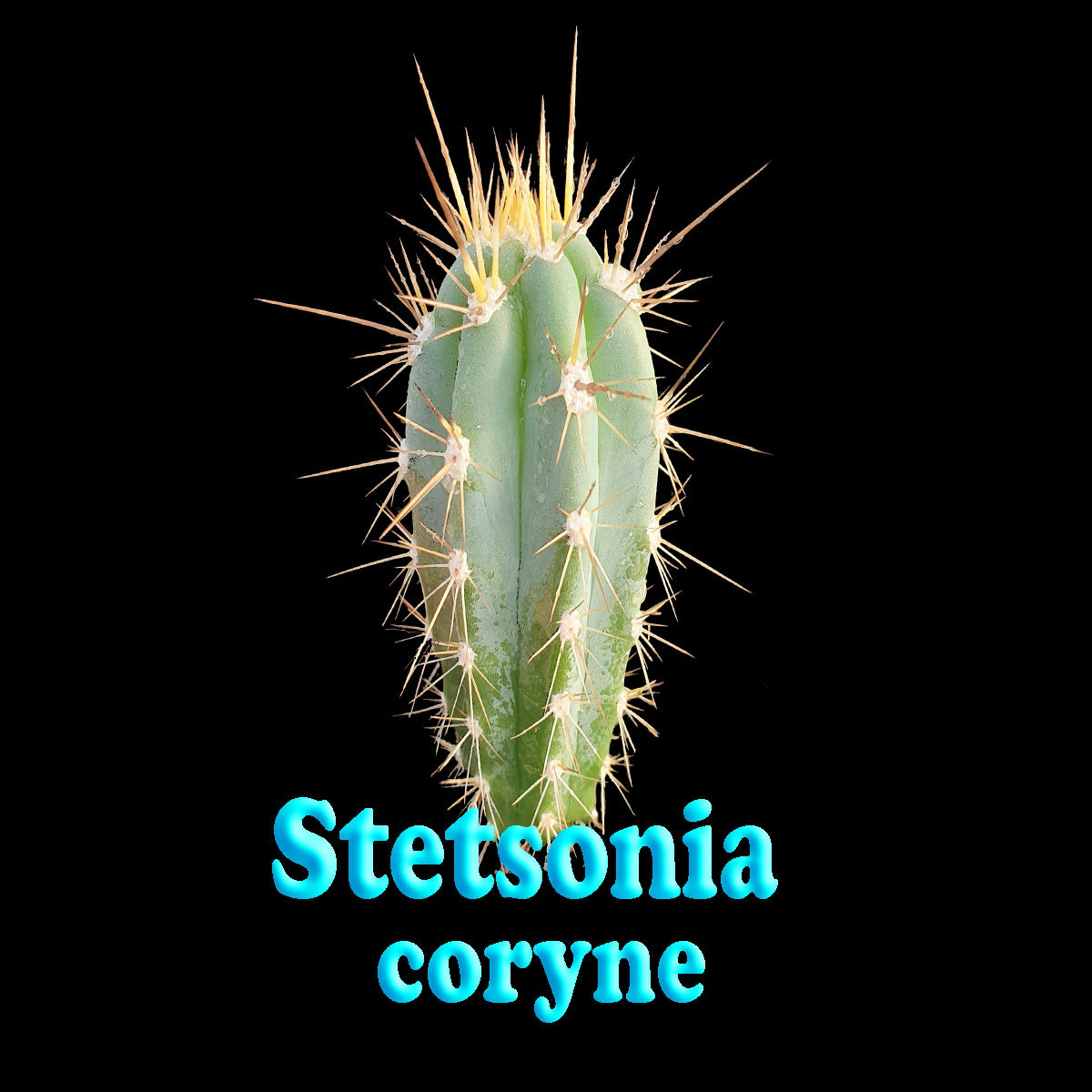 Stetsonia coryne – The Toothpick Cactus