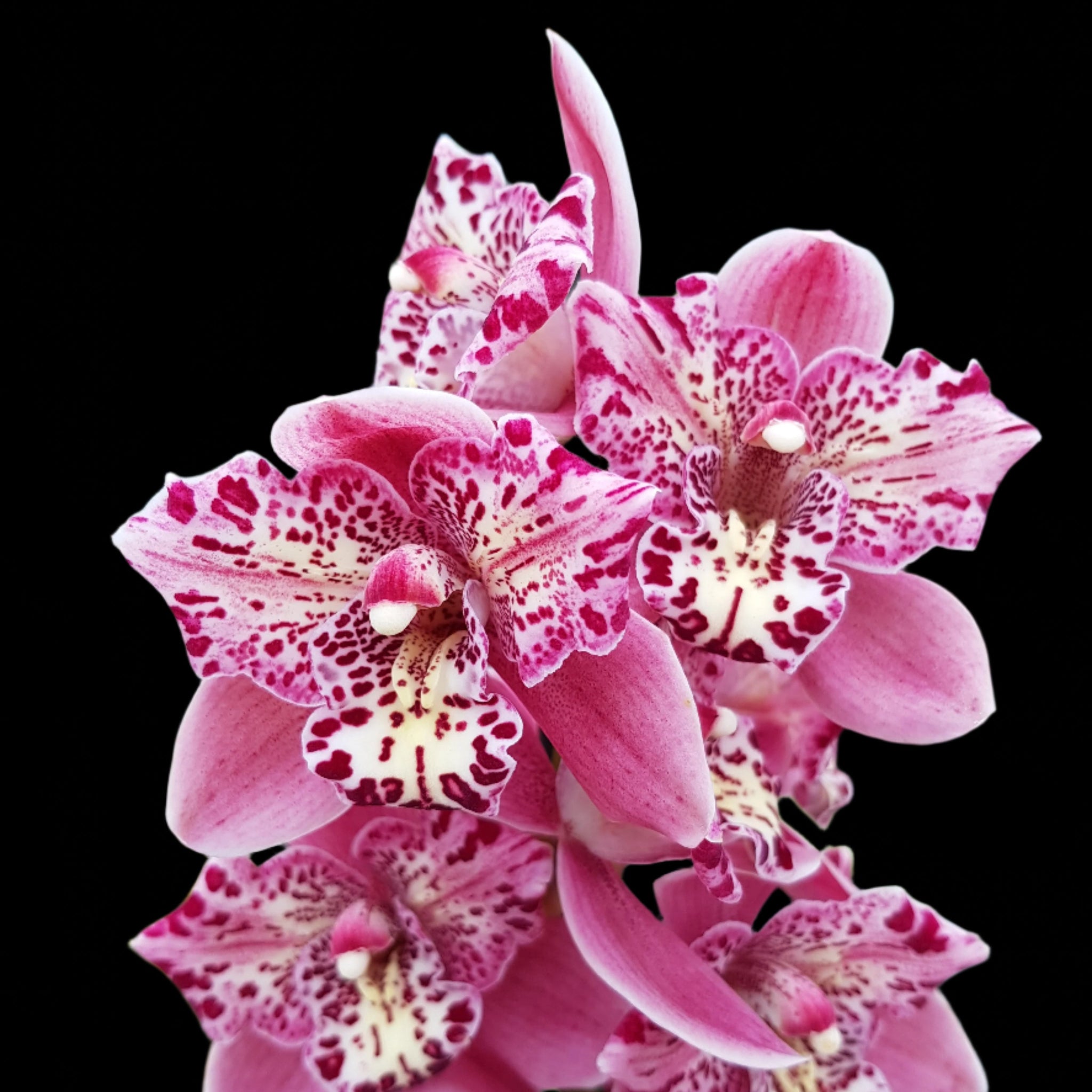Cymbidium Strathdon 'Cooksbridge Fantasy'