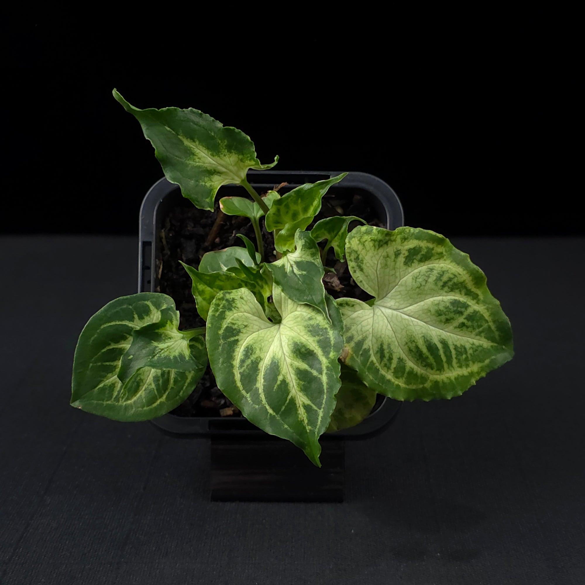 Syngonium podophyllum 'Batik'