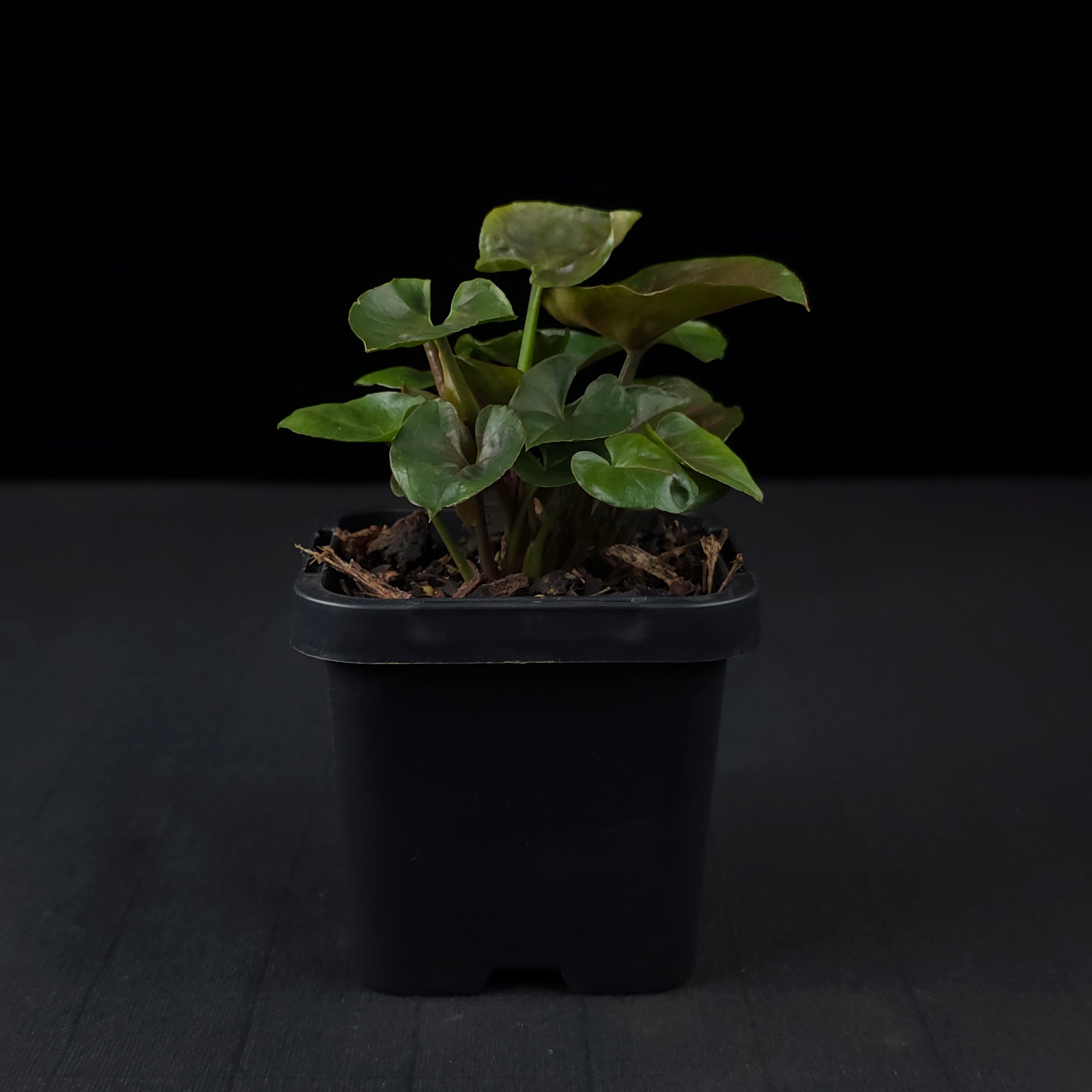 Syngonium podophyllum 'Maria'