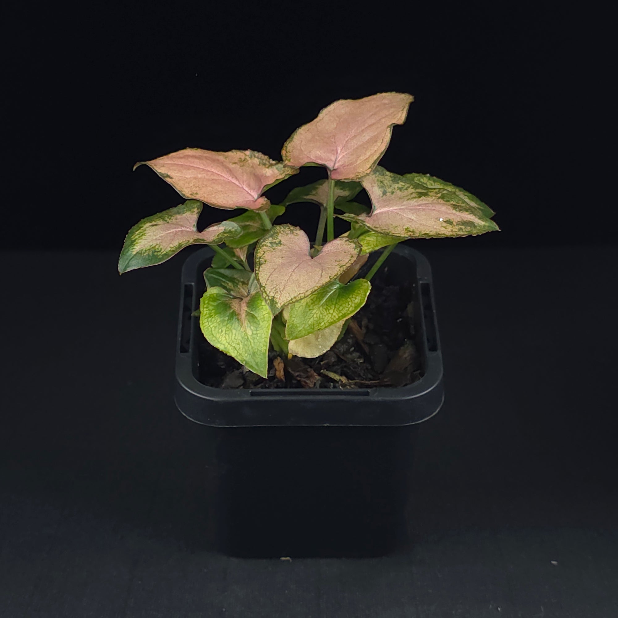 Syngonium podophyllum 'Maya Red'