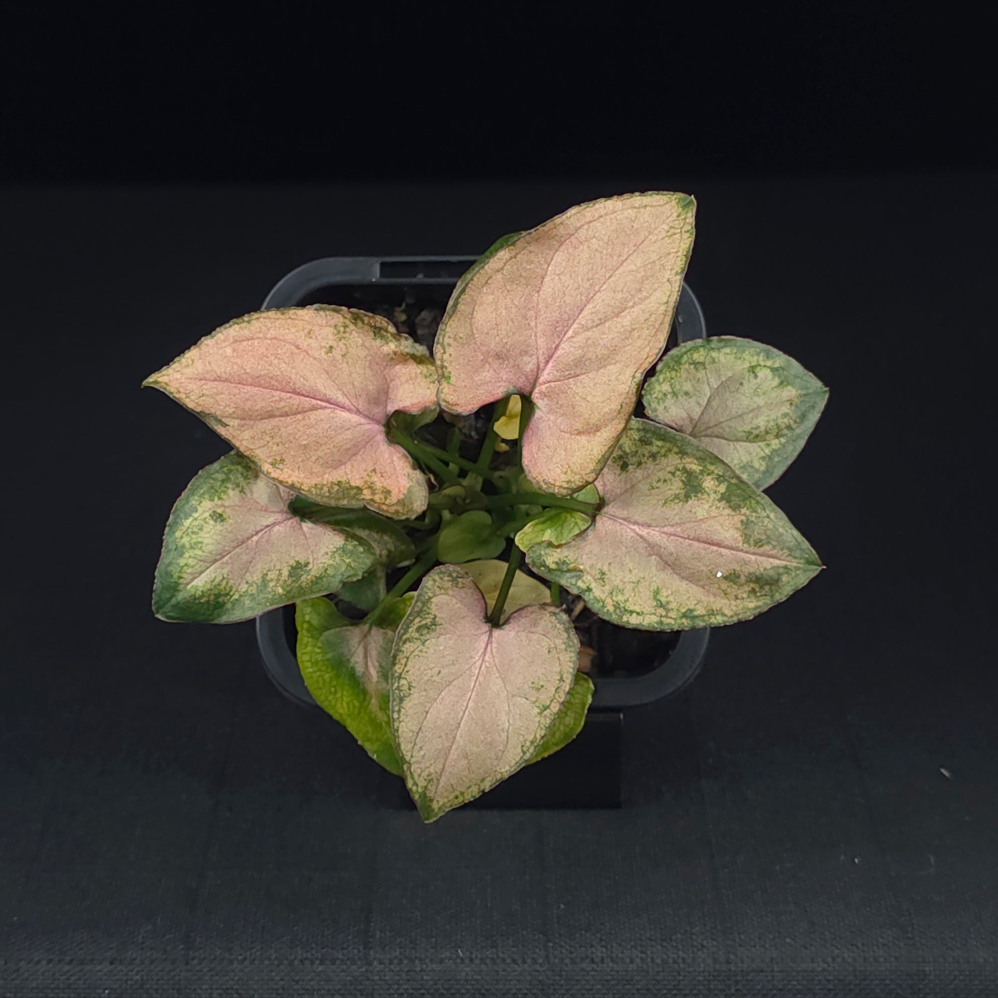 Syngonium podophyllum 'Maya Red'