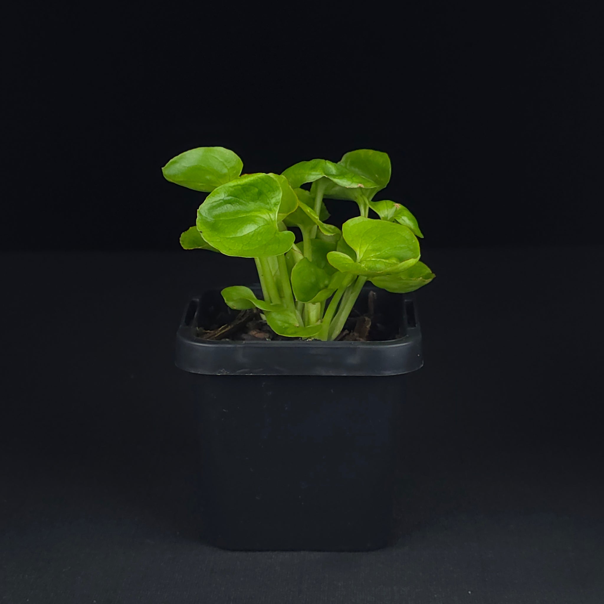 Syngonium podophyllum 'Sunshine'
