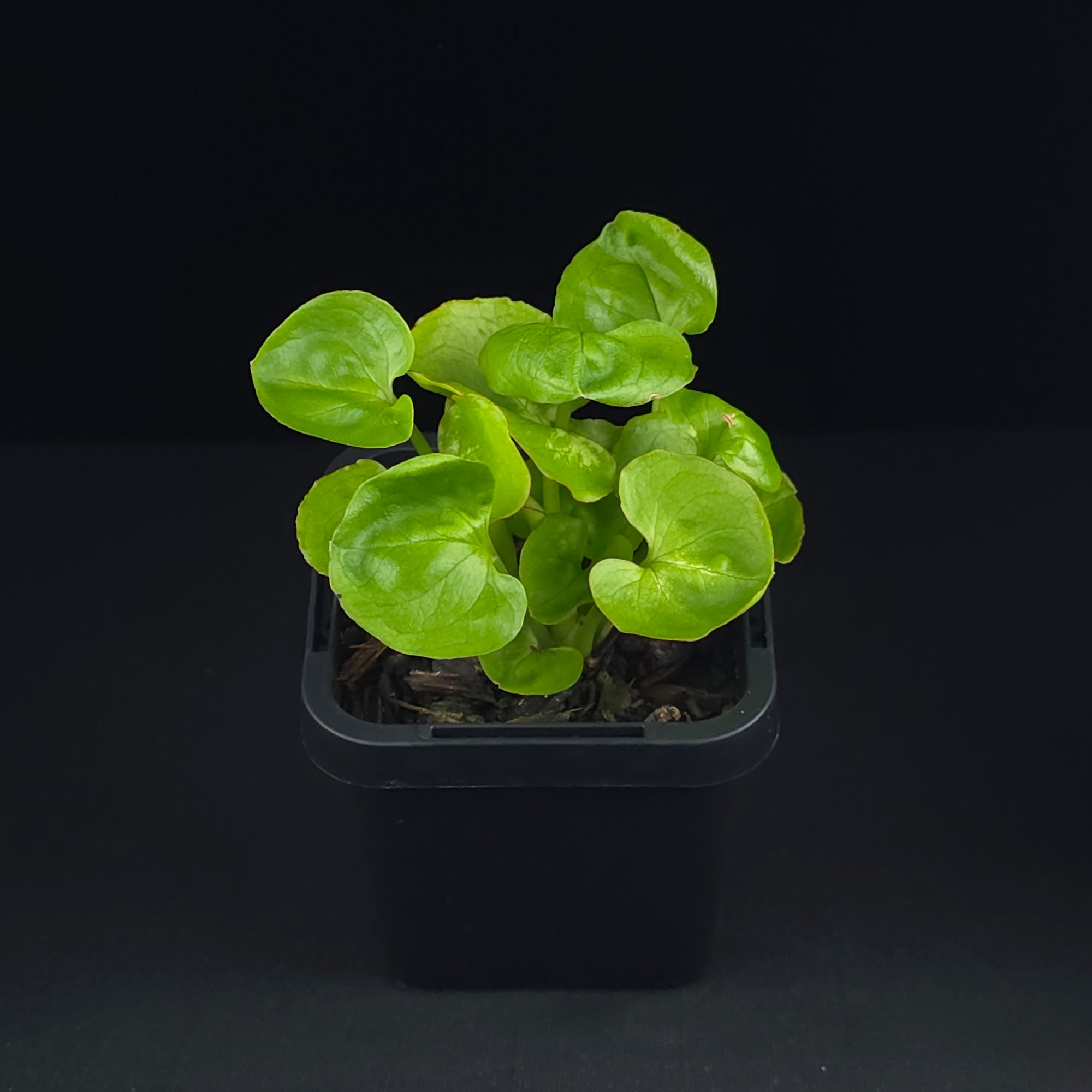 Syngonium podophyllum 'Sunshine'