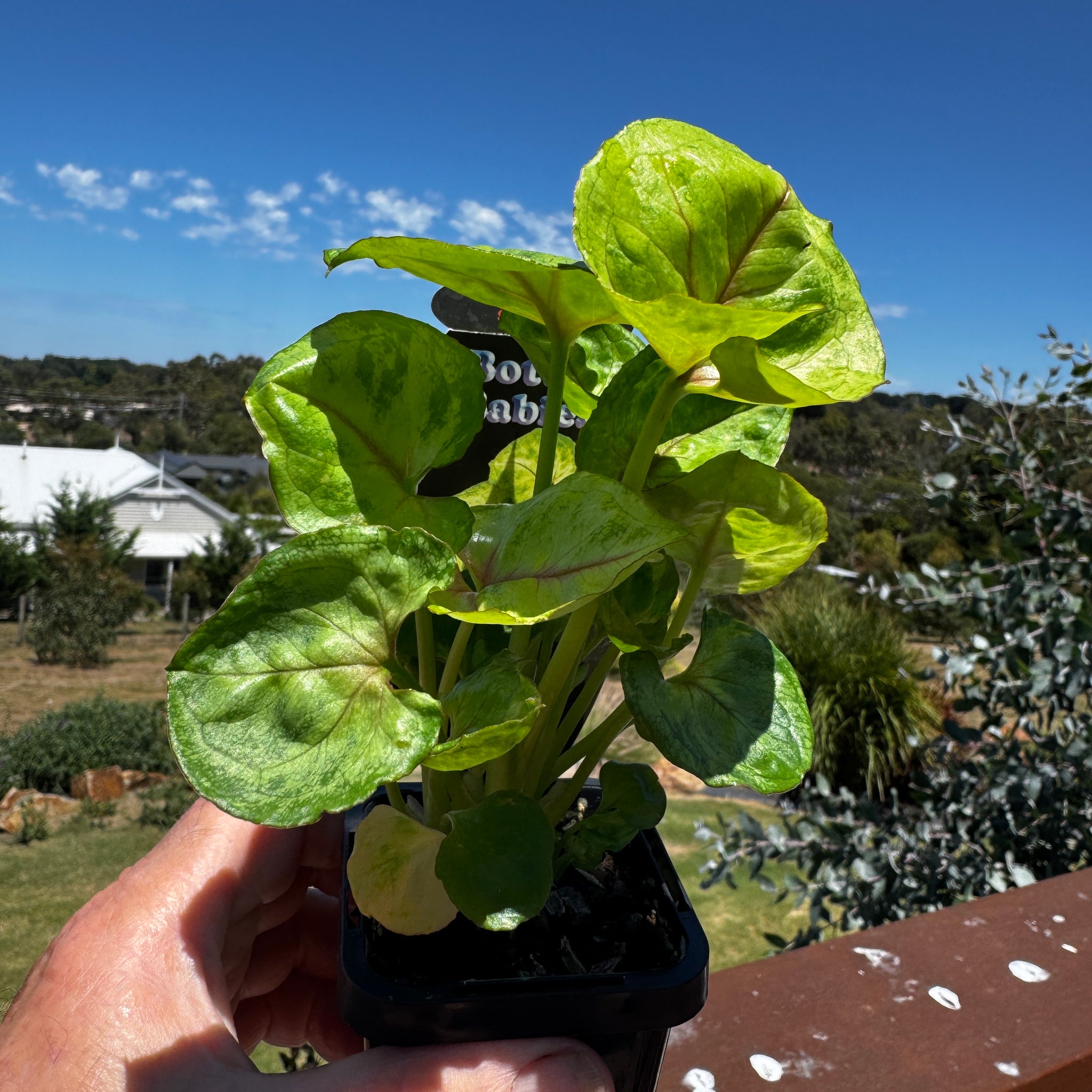 Syngonium-Sunshine-Plant-66