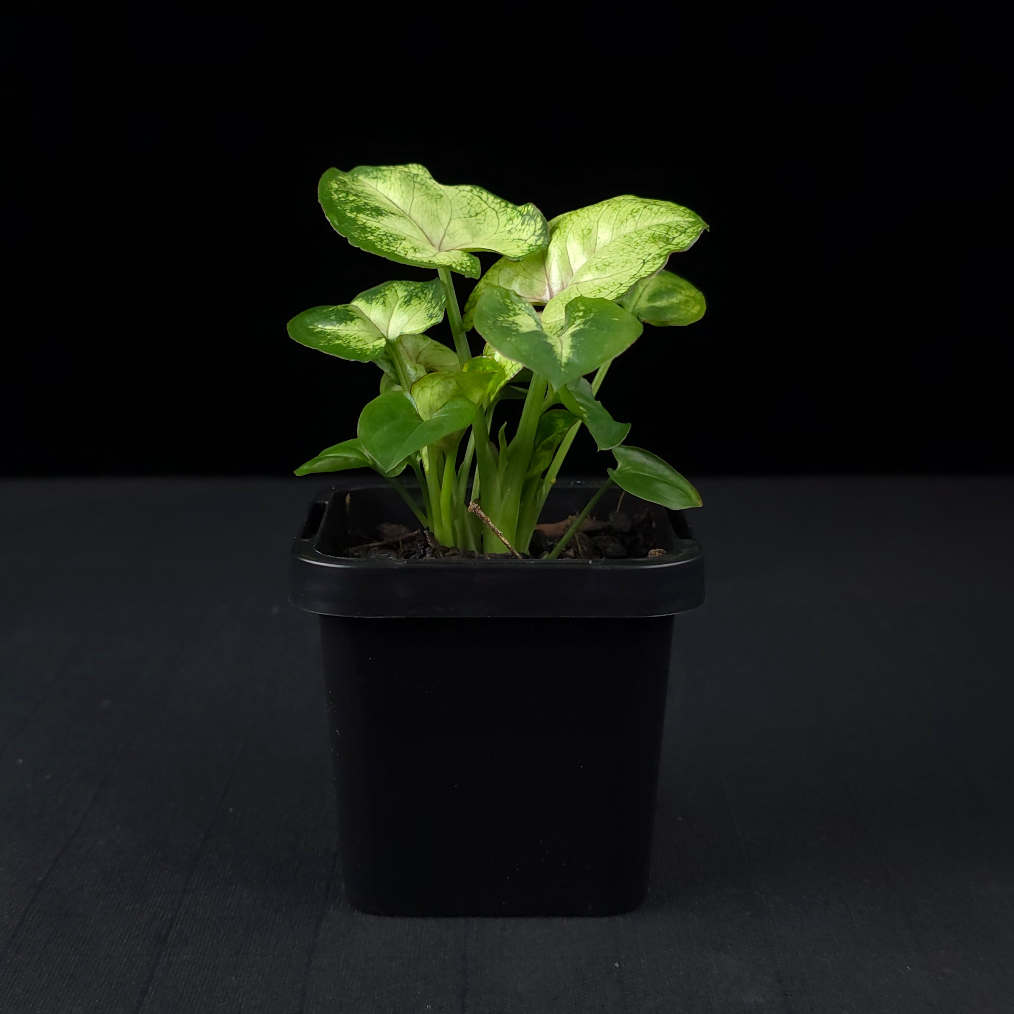 Syngonium podophyllum 'Sunshine Speckles'