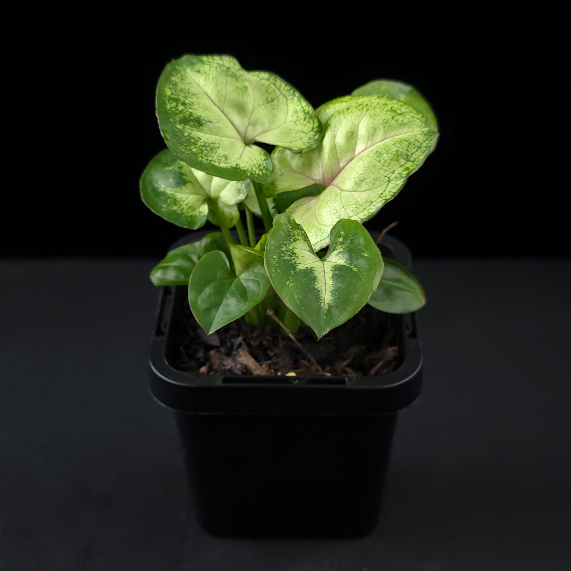 Syngonium podophyllum 'Sunshine Speckles'