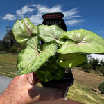 Syngonium-Sunshine-Speckles-Plant-66