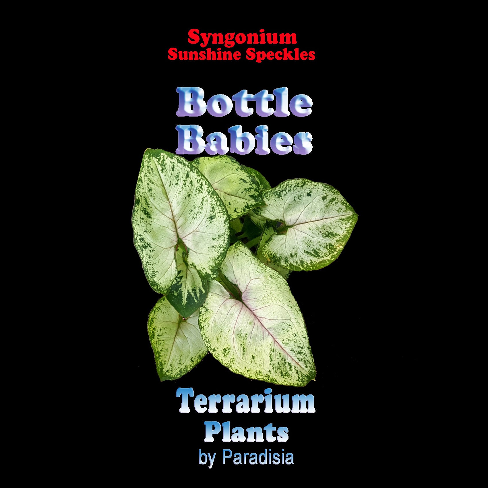 Syngonium-Sunshine-Speckles-Tag