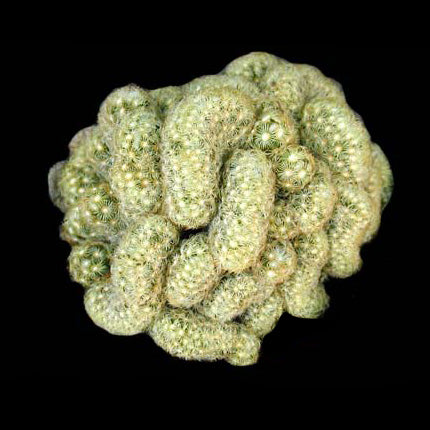 types of brain cactus Mammillaria elongata cristata