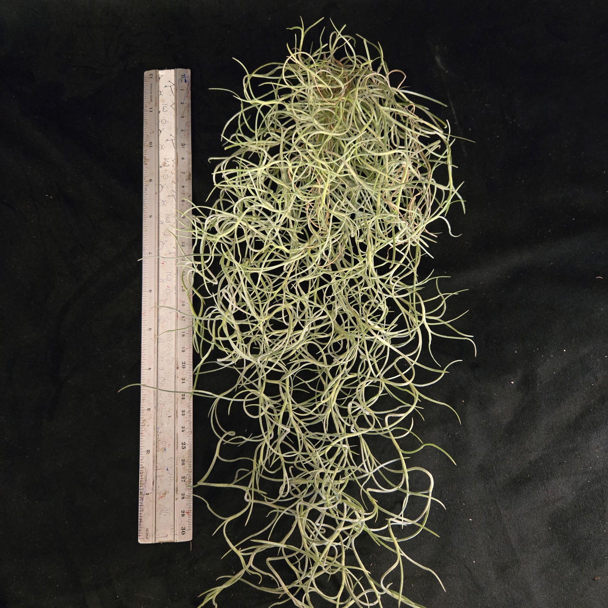 Tillandsia usneoides 'Spanish Moss'