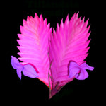 Tillandsia cyanea 'Pink Quill'
