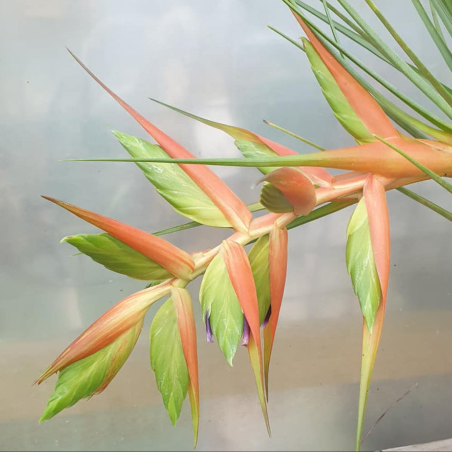 Tillandsia 'Tina'