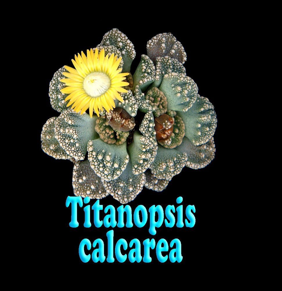 Titanopsis calcarea – Living Stone