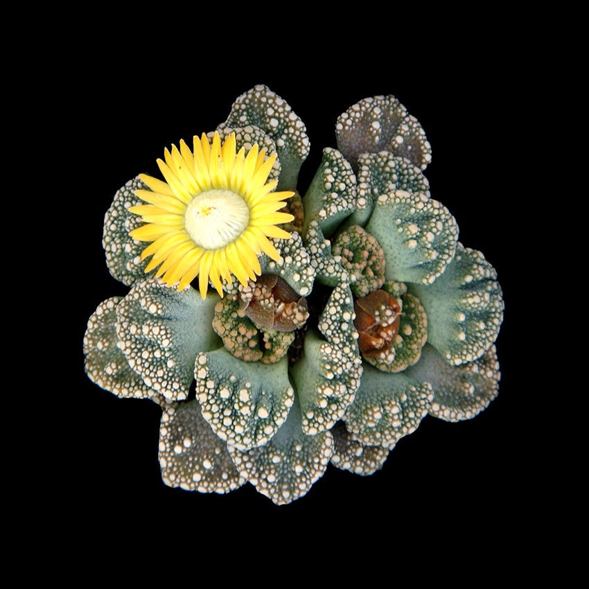 Titanopsis calcarea – Living Stone