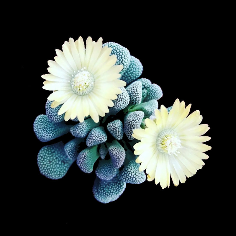 Titanopsis primosii (WA Prohibited)