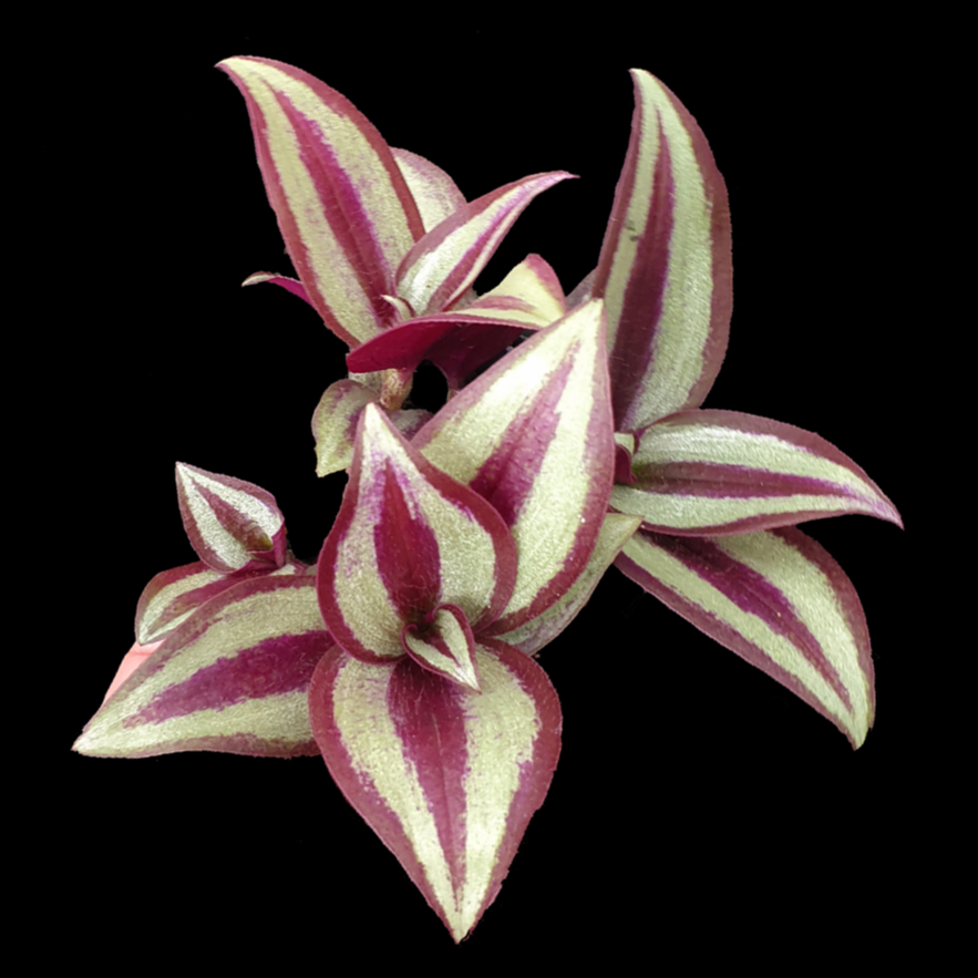 Tradescantia Zebrina – The Wandering Jew