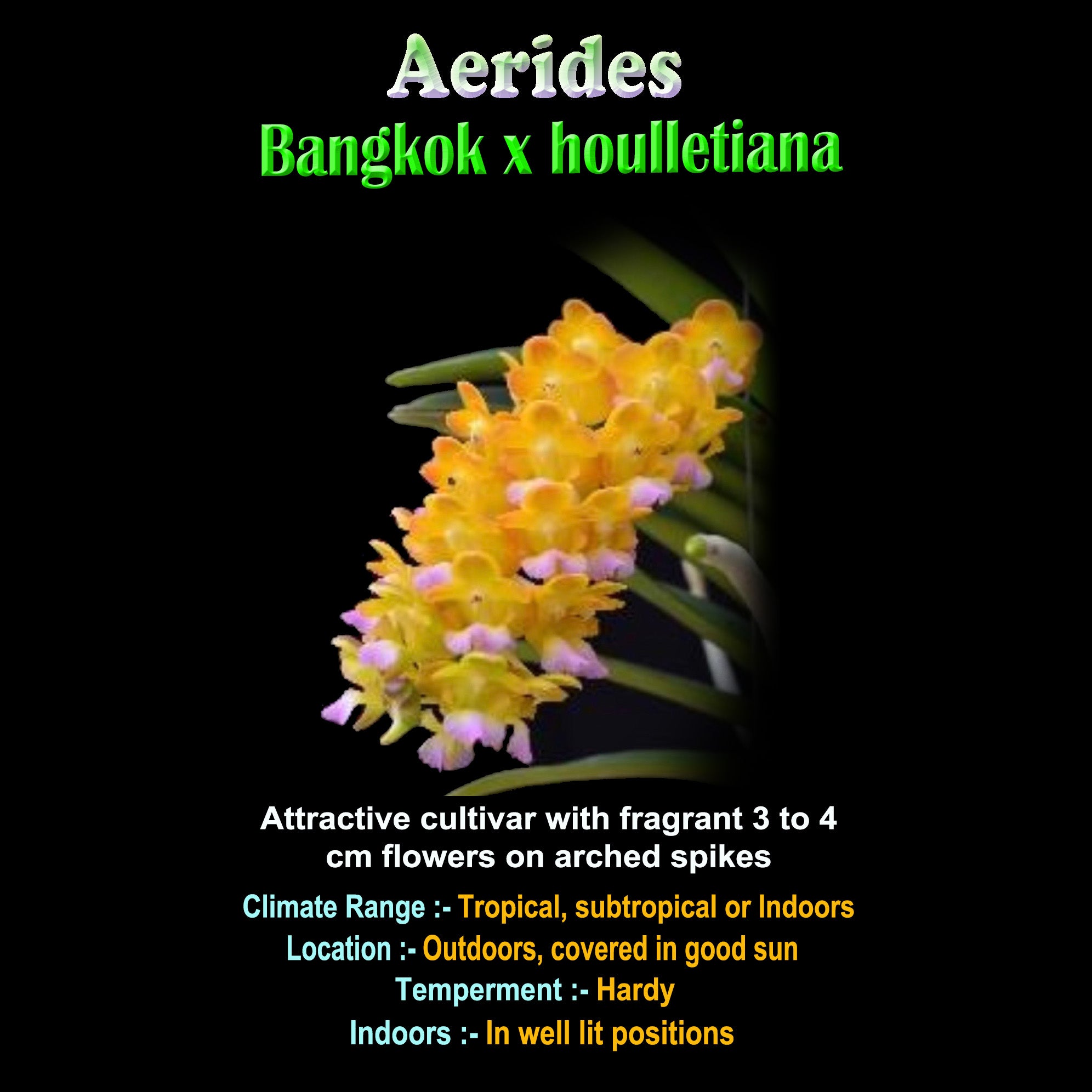 Vanda AR Bangkok Sunset × Aerides houlettiana