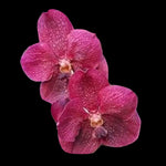Vanda Dr Anek × Kulwadee