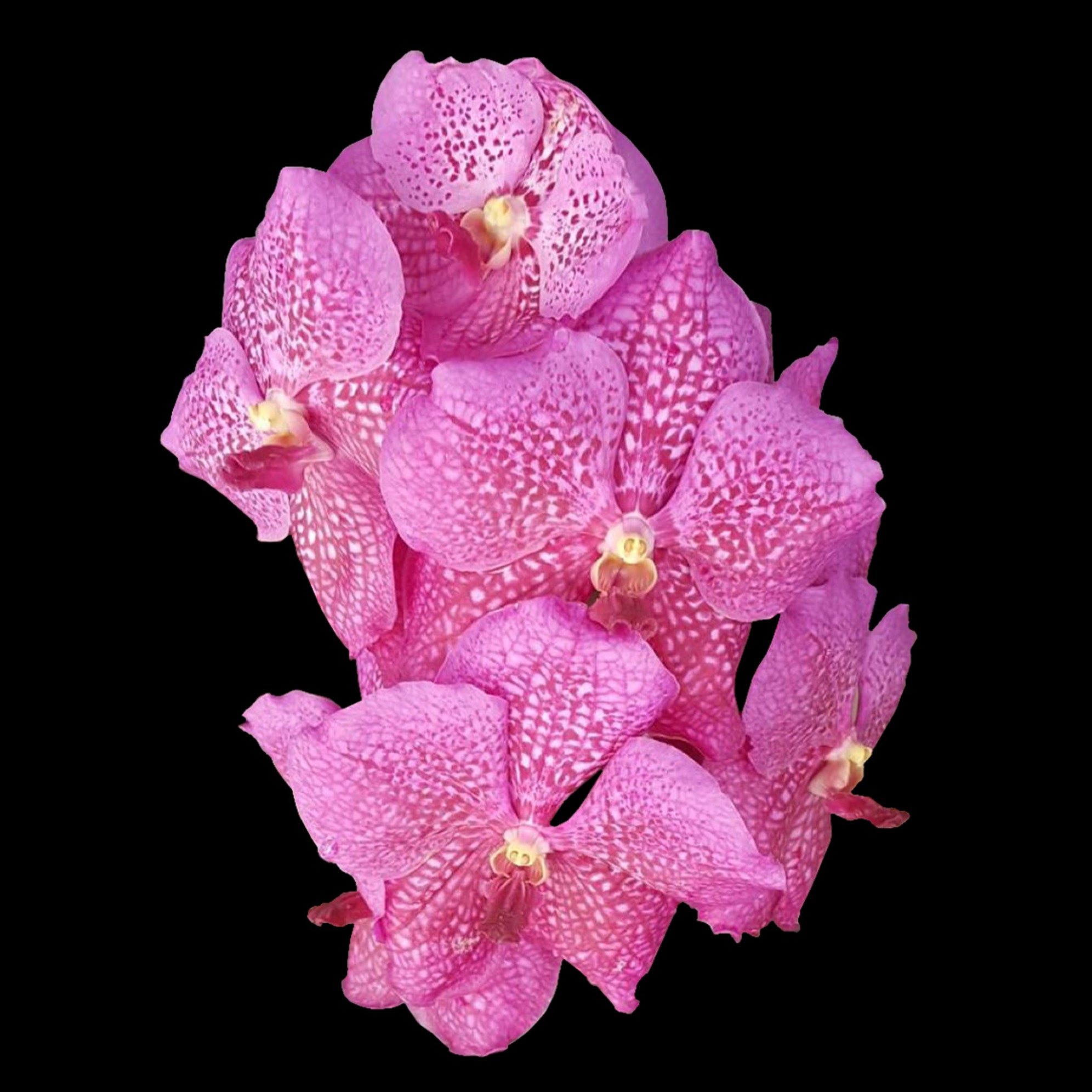 Vanda (Similam x Blitz) 'Pink'