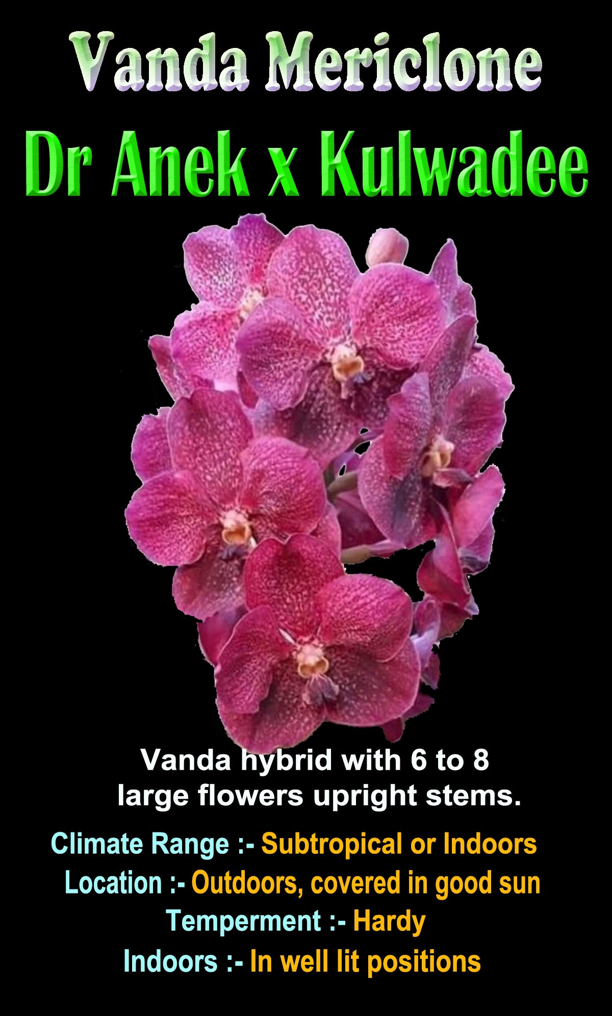 Vanda Dr Anek × Kulwadee