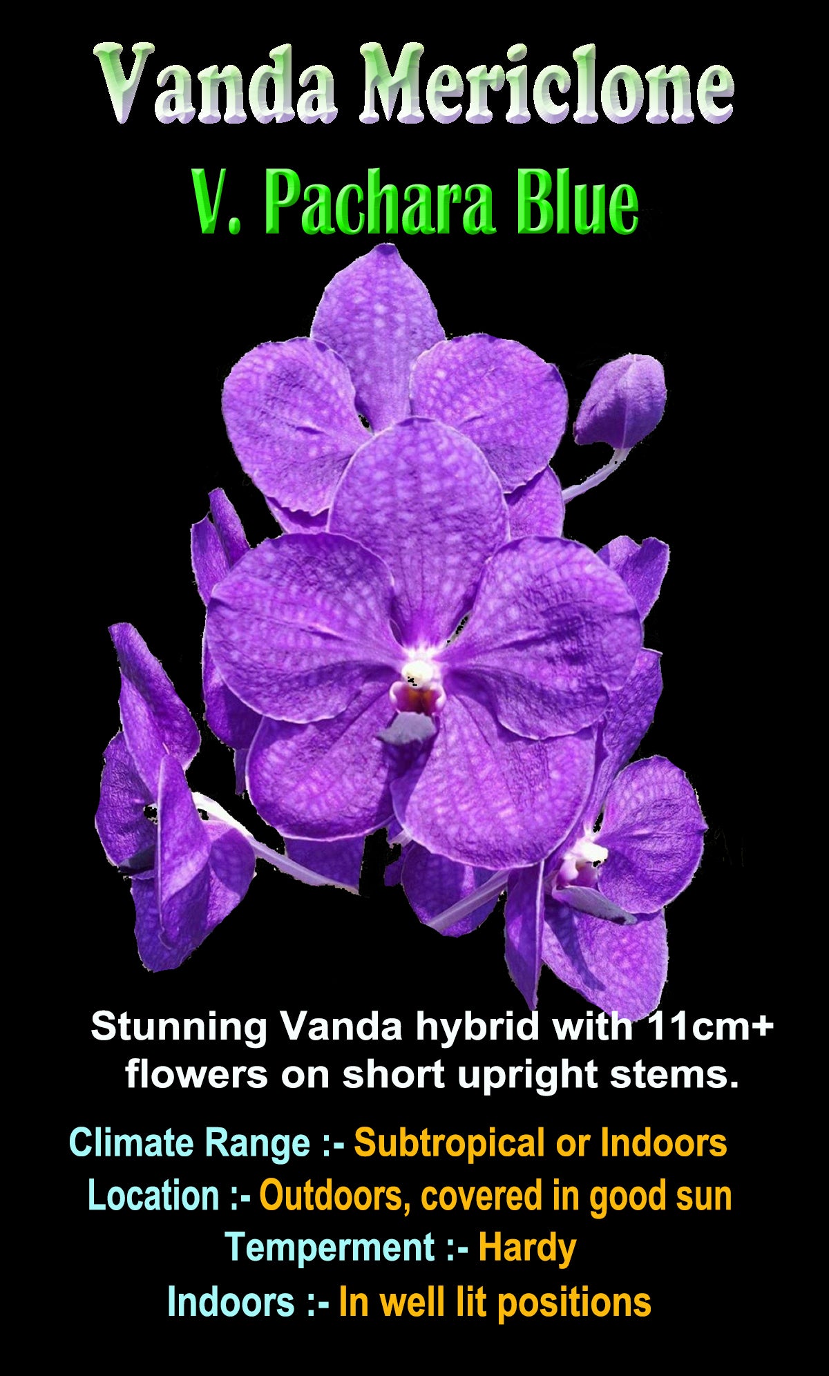 Vanda Pachara Blue
