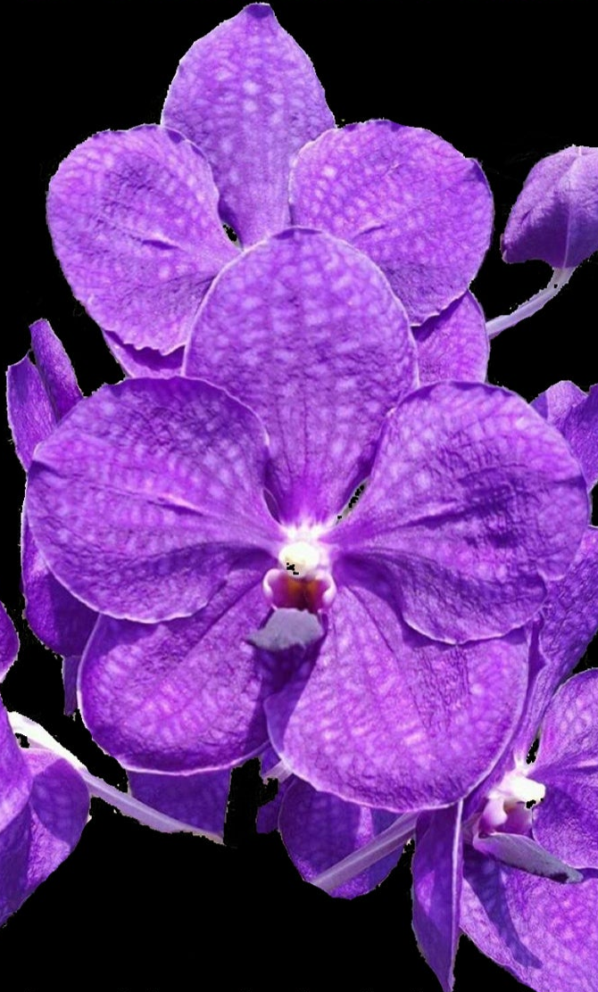 Vanda Pachara Blue