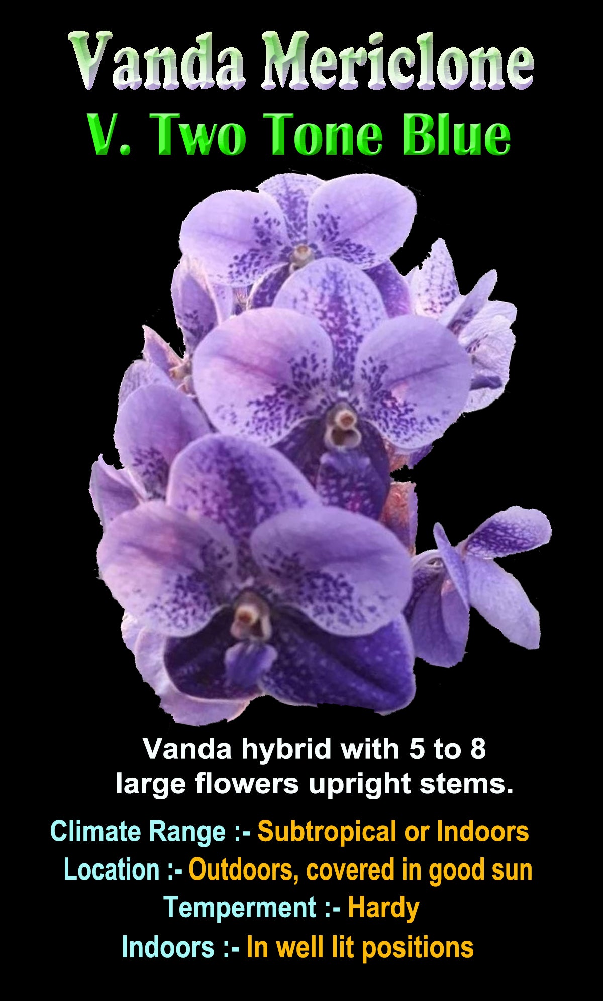 Vanda Two Tone Blue