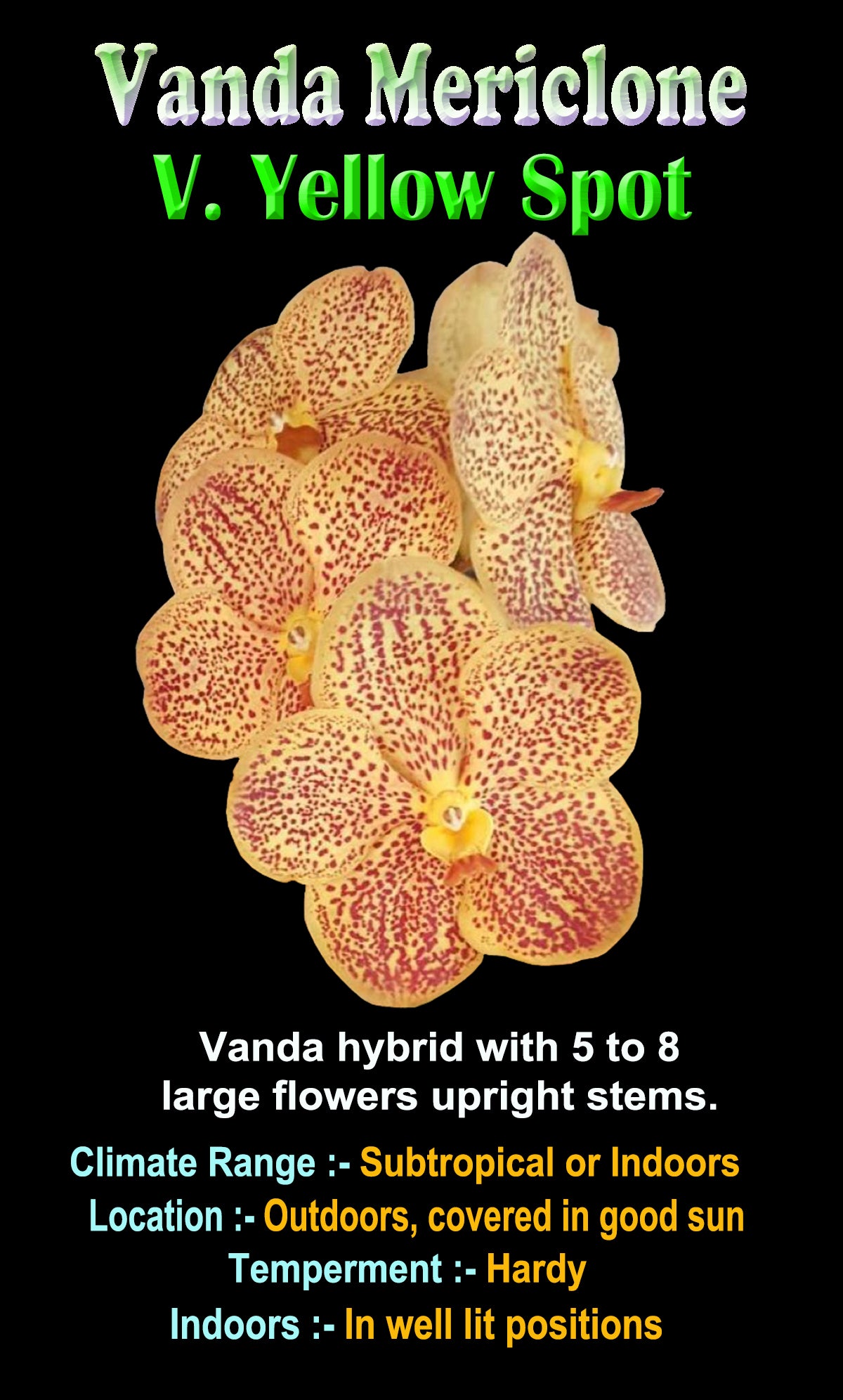 Vanda Yellow Spot