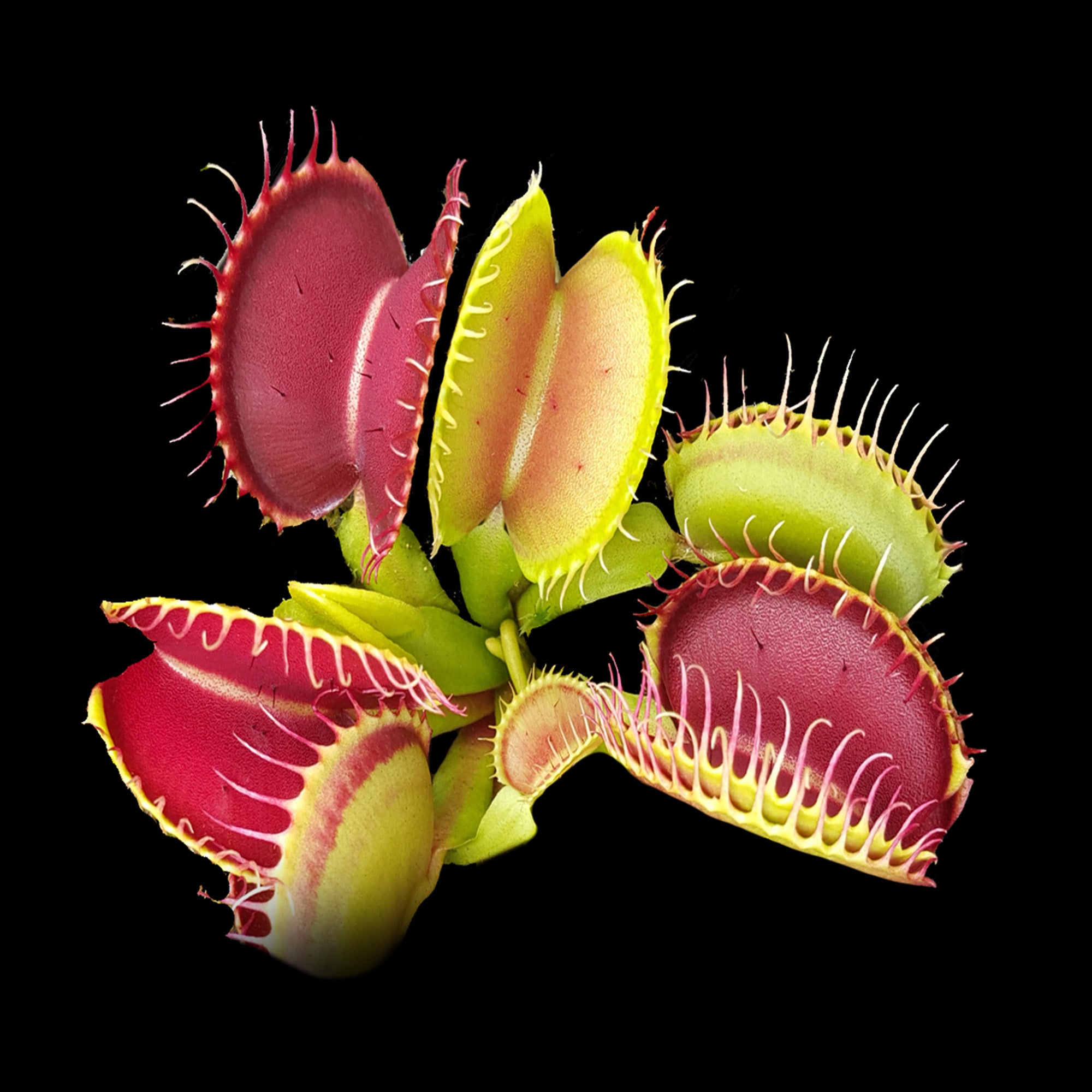 Dionaea muscipula - Venus Fly Trap