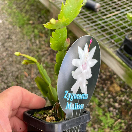 Zygocactus-Schlumbergera-Malissa-Plant-66